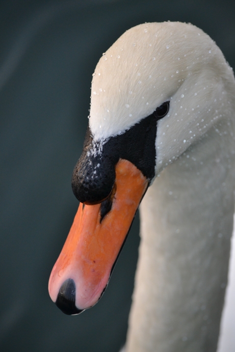 Cigno reale - Cygnus olor  &  Cigno nero - Cygnus atratus